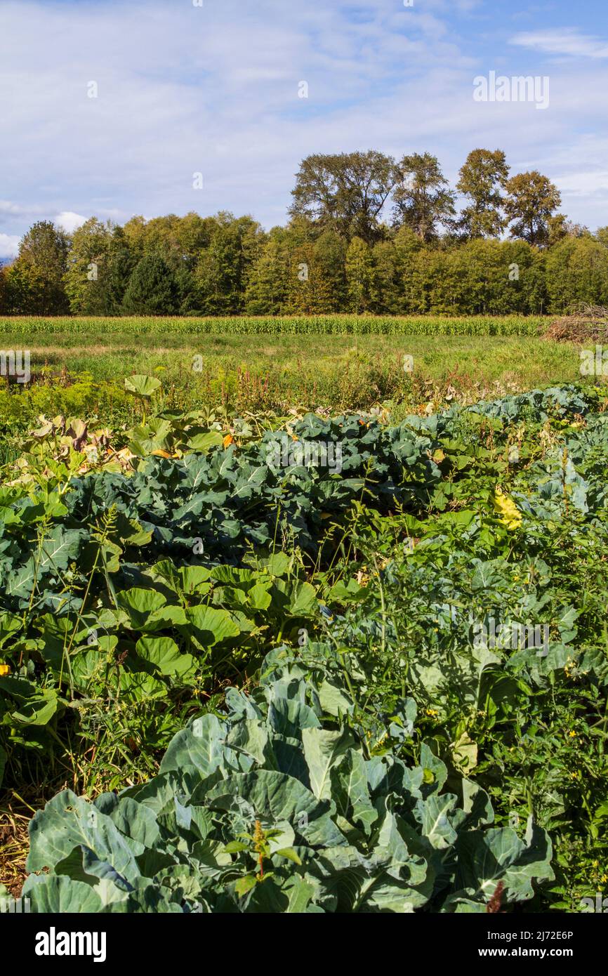 Rows of late summer crops with a corn field and line of deciduous trees