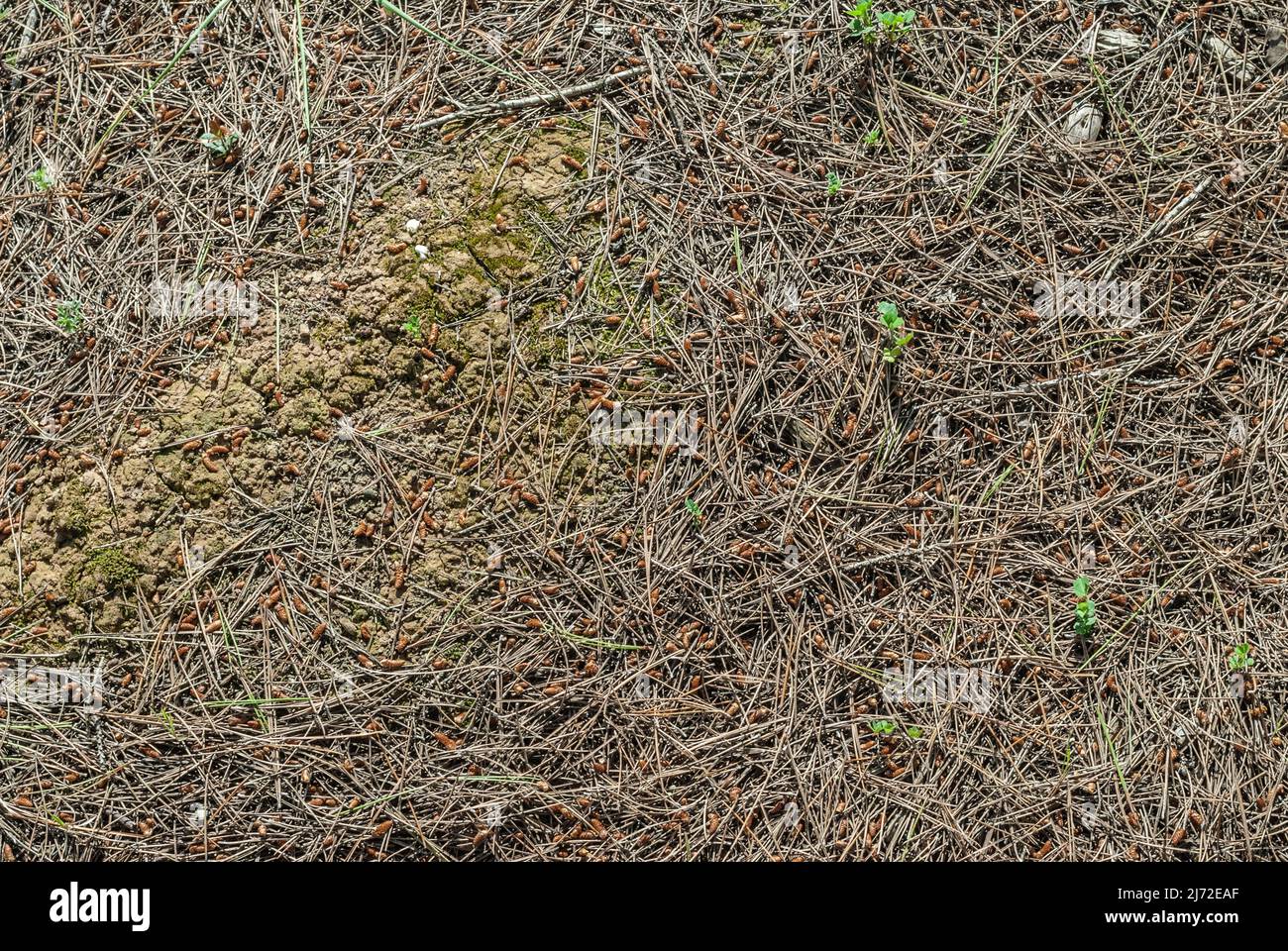 Soil soil with pine thorns textural and background concept Stock Photo ...