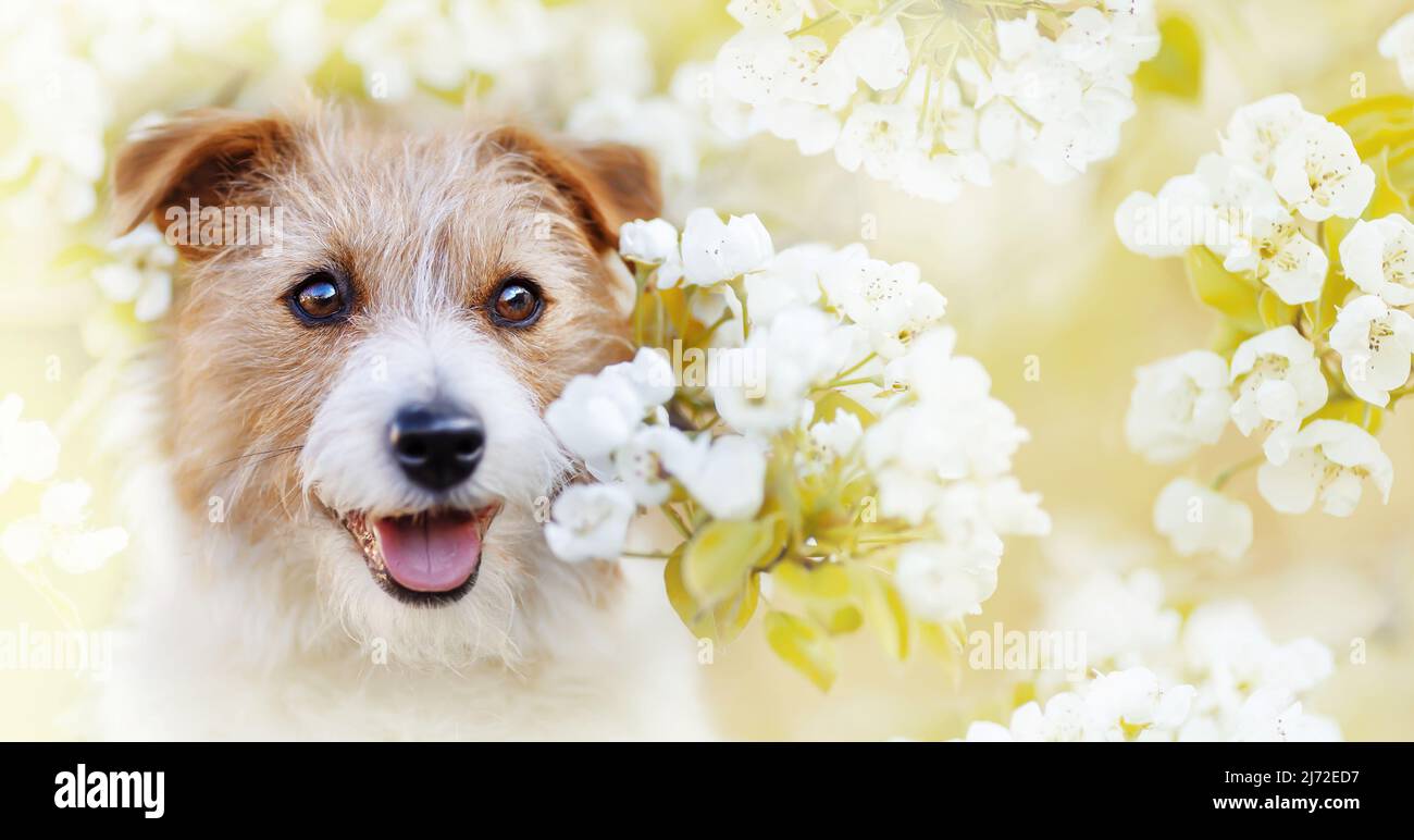 puppy panting