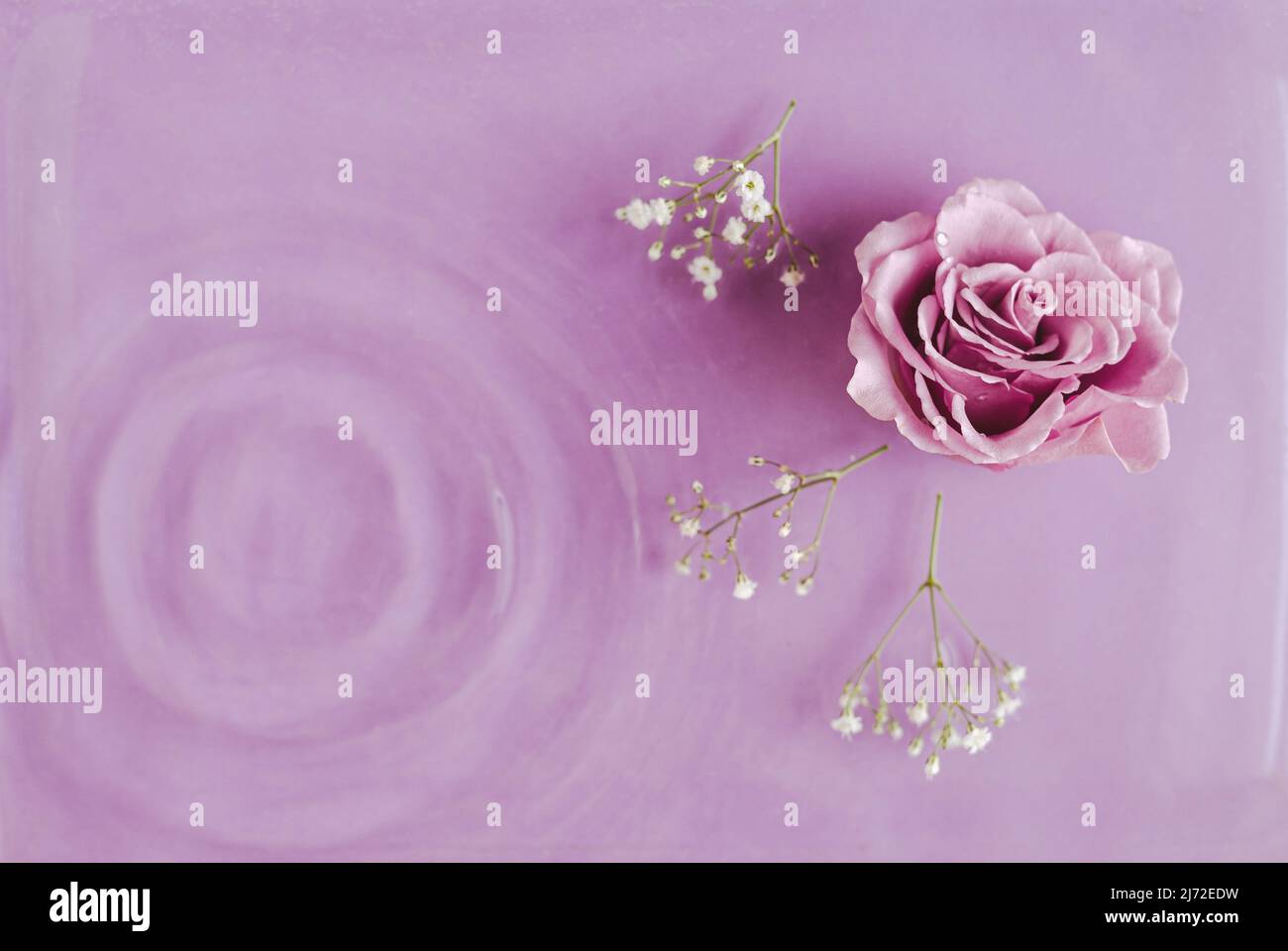 Purple rose on purple background with water ripples and white flowers ...