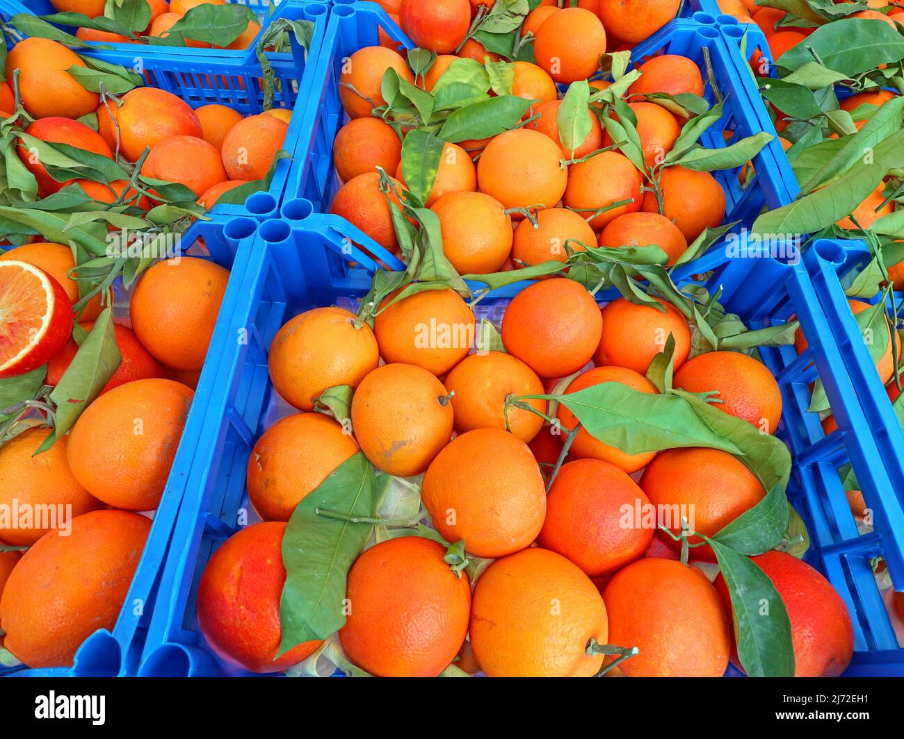 oranges harvested in fruit where no chemical fertilizers are used for
