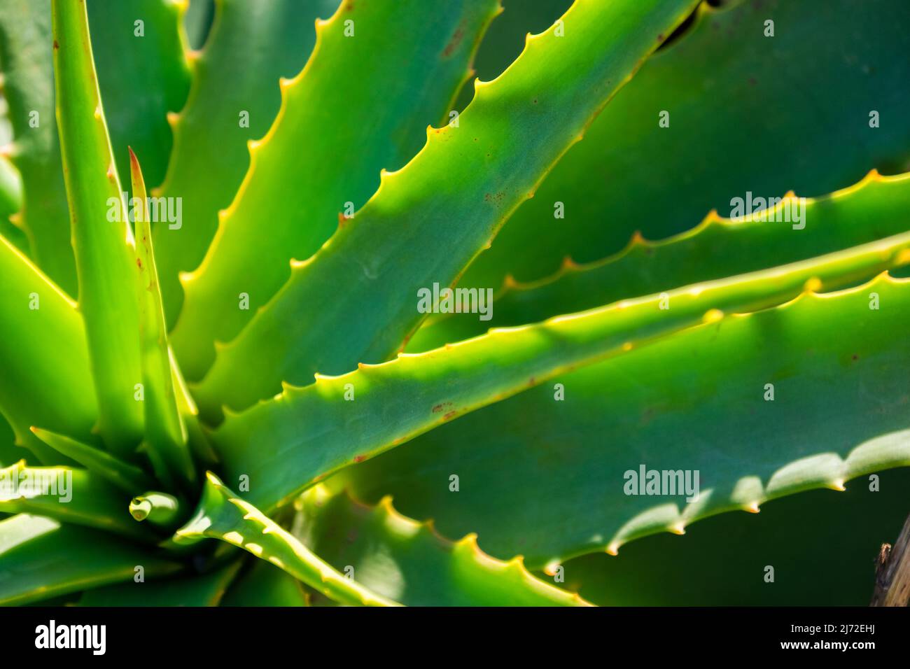 Detalles de las espinas y las hojas de un cactus Stock Photo