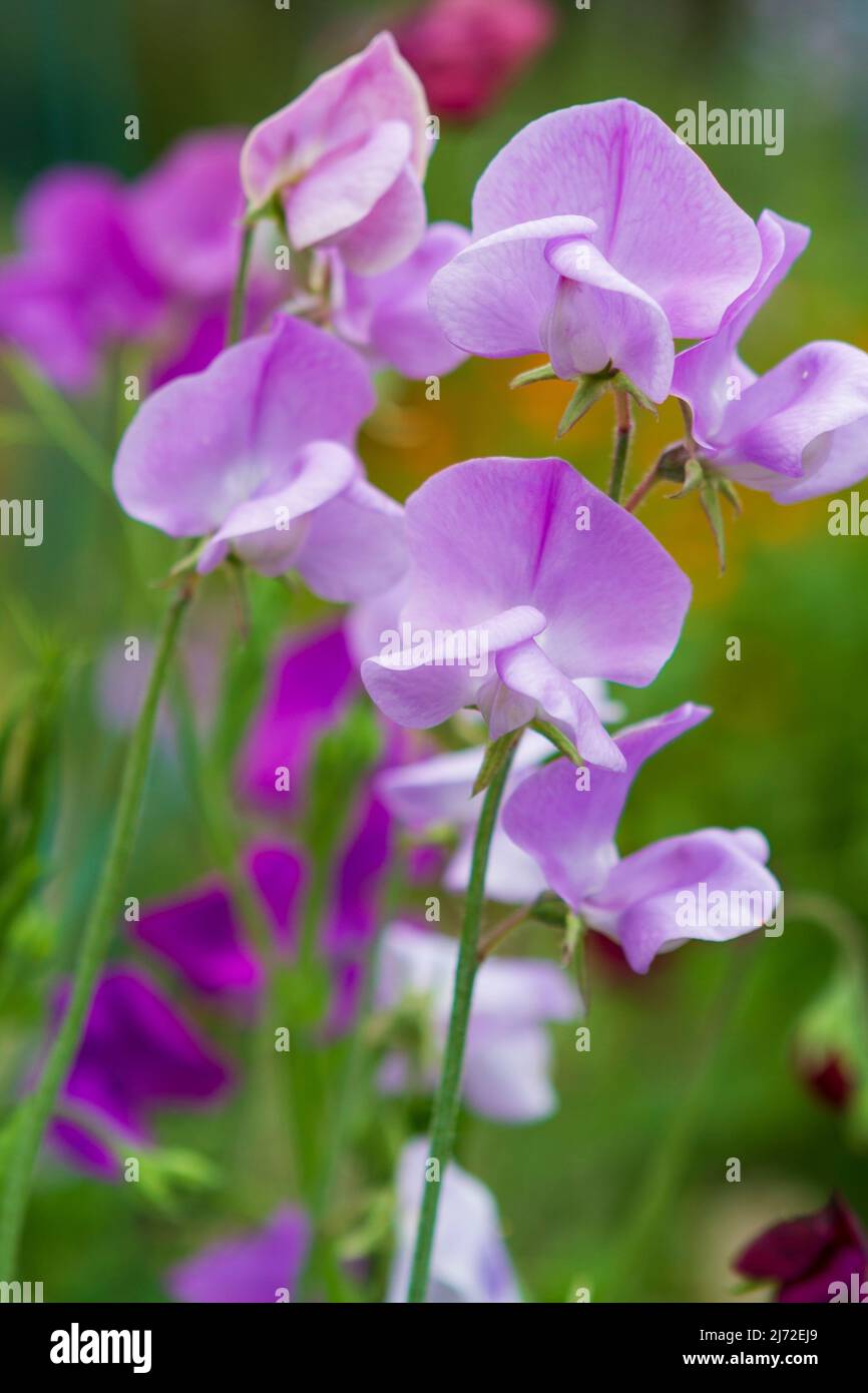 A close up image of delicate purple and pink sweet pea flowers (Lathyrus odoratus) blooming in a summer garden on a sunny day. Stock Photo