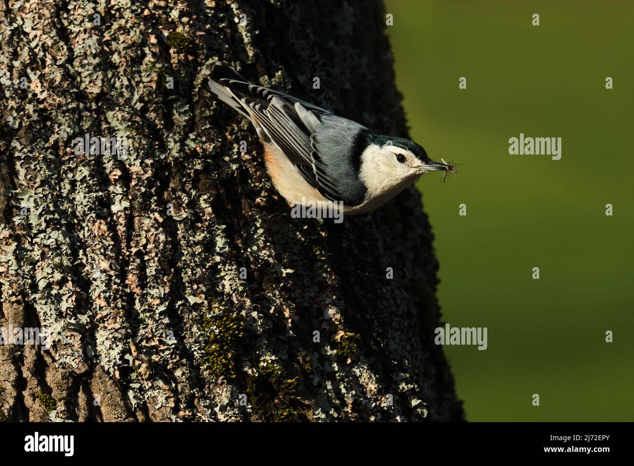 White-breasted Nuthatch, Sitta carolinensis. perched on tree trunk after catching a mosquito in its beak Stock Photo