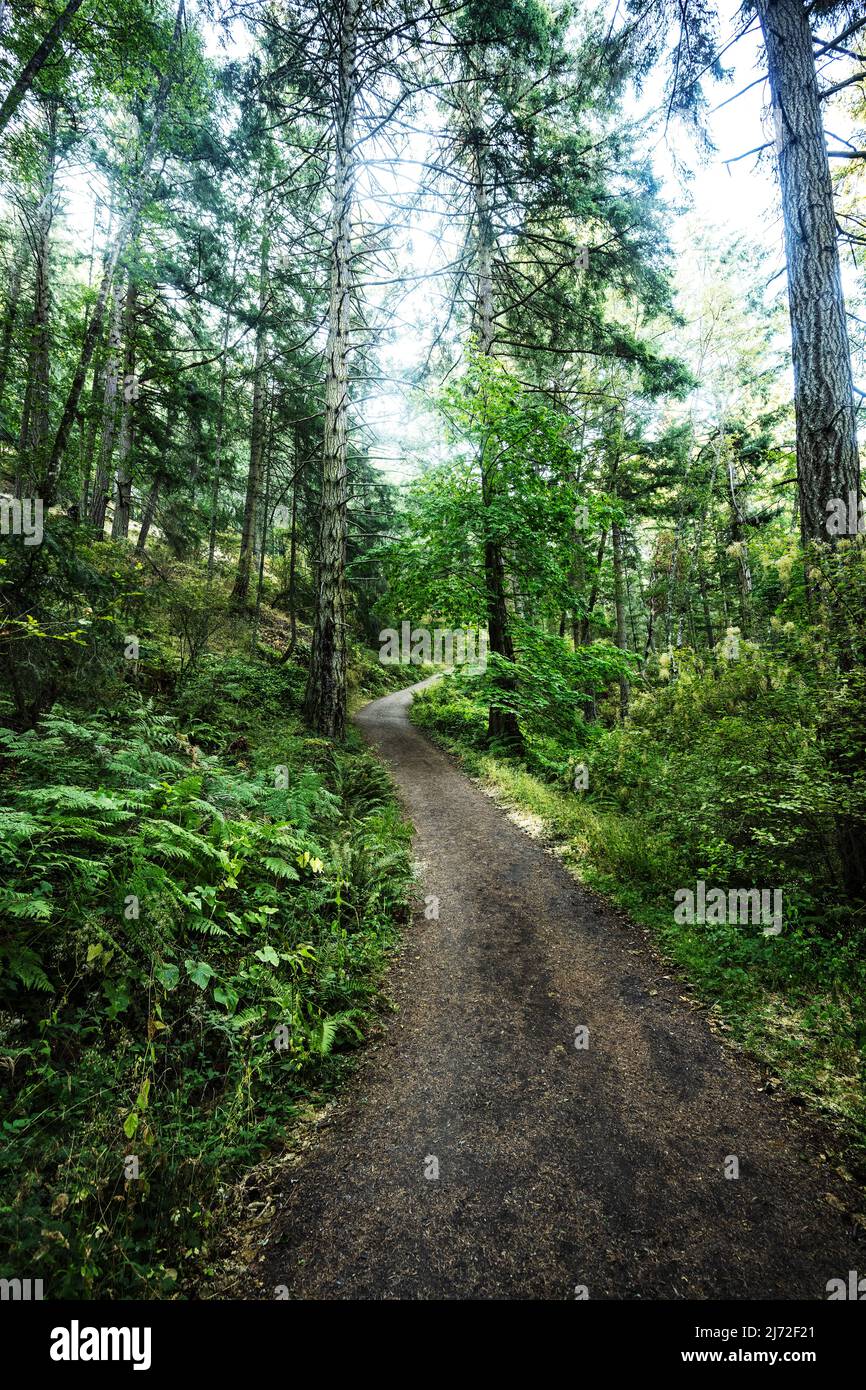 Trail in the San Juan Islands, Washington State, Pacific Northwest Stock Photo