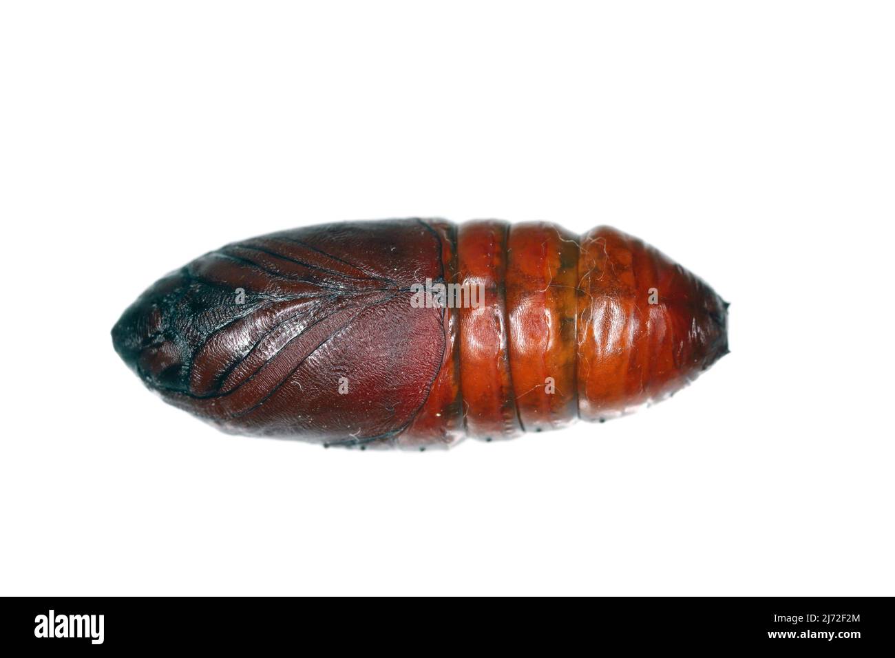 Pupa of pine processionary (Thaumetopoea pityocampa) is a moth of the family Notodontidae, known for the irritating hairs of its caterpillars. Stock Photo