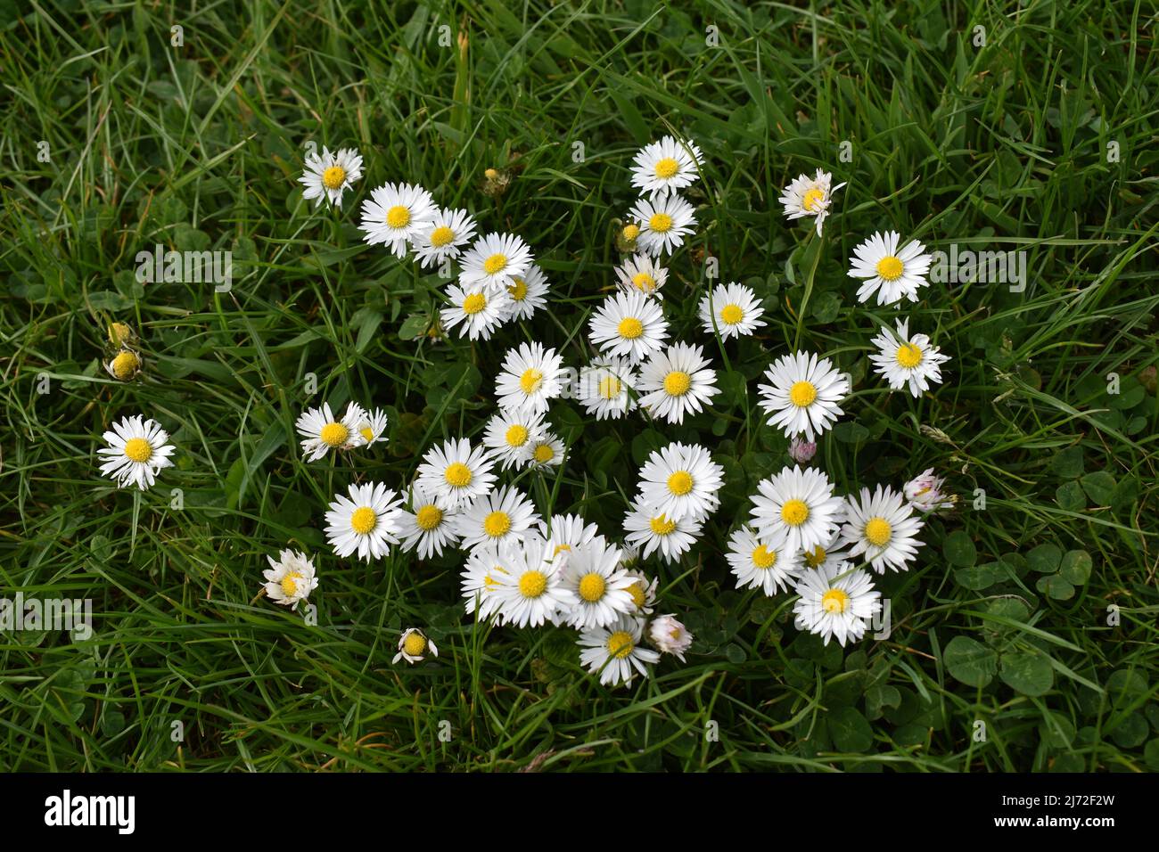 Fresh and Dried Daisy Flowers (Bellis Perennis) on White Background Stock  Image - Image of herbaceous, healthy: 273316099