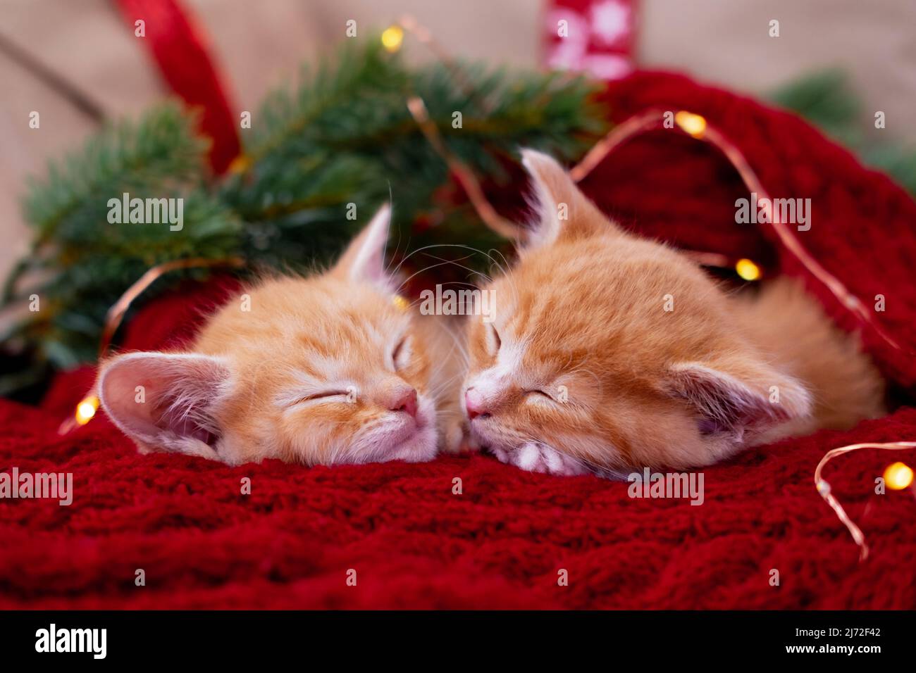 two Ginger kittens sleeping with Christmas lights on red. Orange red Cats happy dreams. Holidays