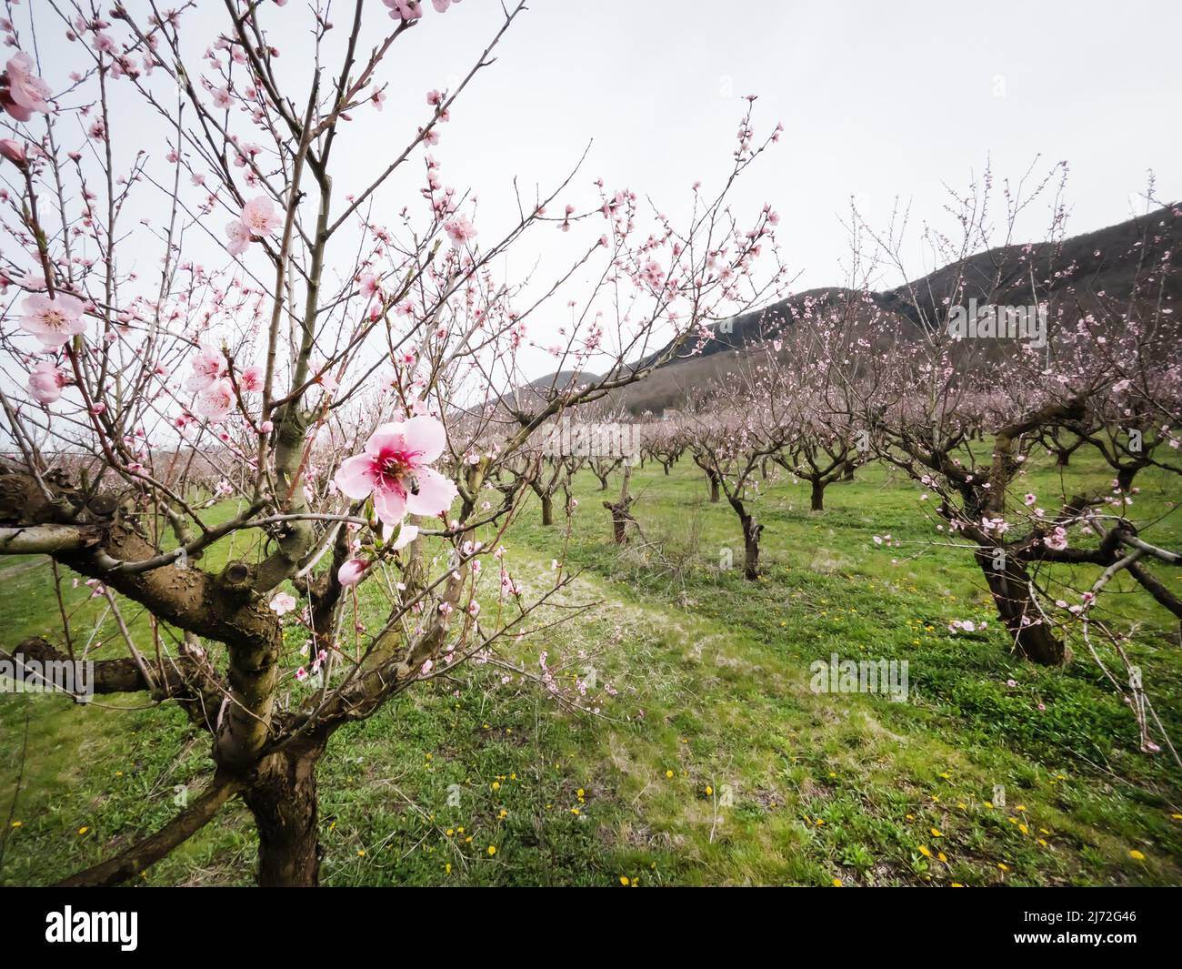 Young pink spring flowers of peach trees on southern plantations Stock Photo