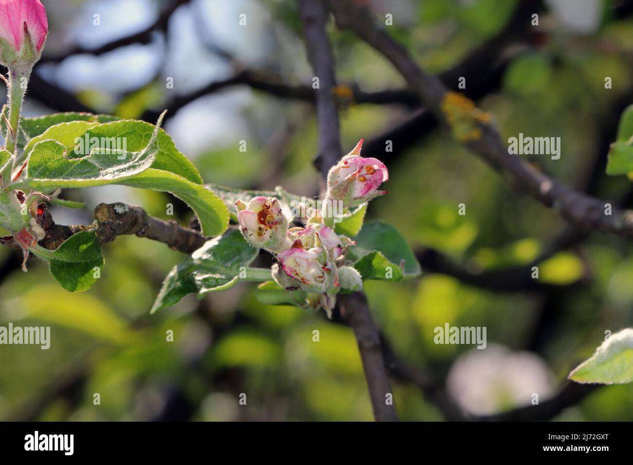Buds, flowers, young leaves of apple trees damaged by the parasite caterpillars of Winter Moth (Operophtera brumata) in the orchard. Stock Photo