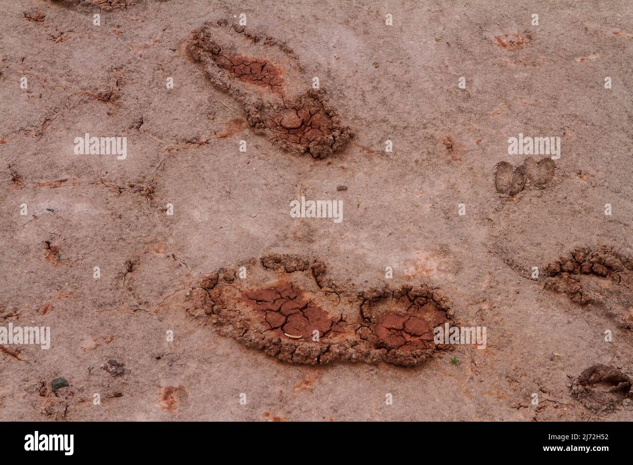 Human and deer footprints at the Painted Hills in Oregon (USA). Despite many signs and a Don’t Hurt the Dirt campaign, people still go off trail. Stock Photo
