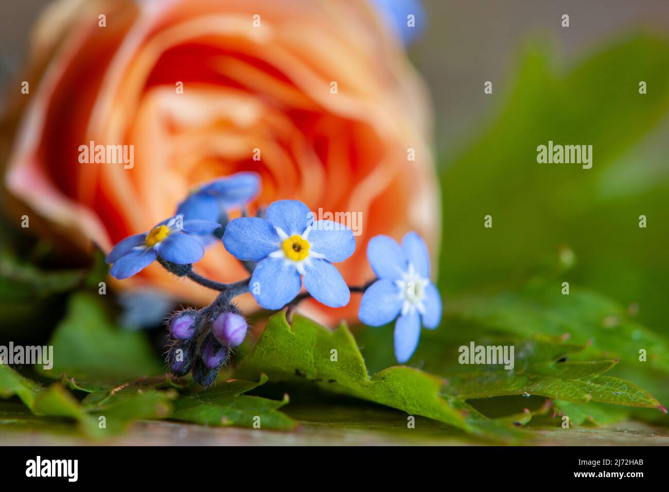 Closeup of bright blue against a soft focus background