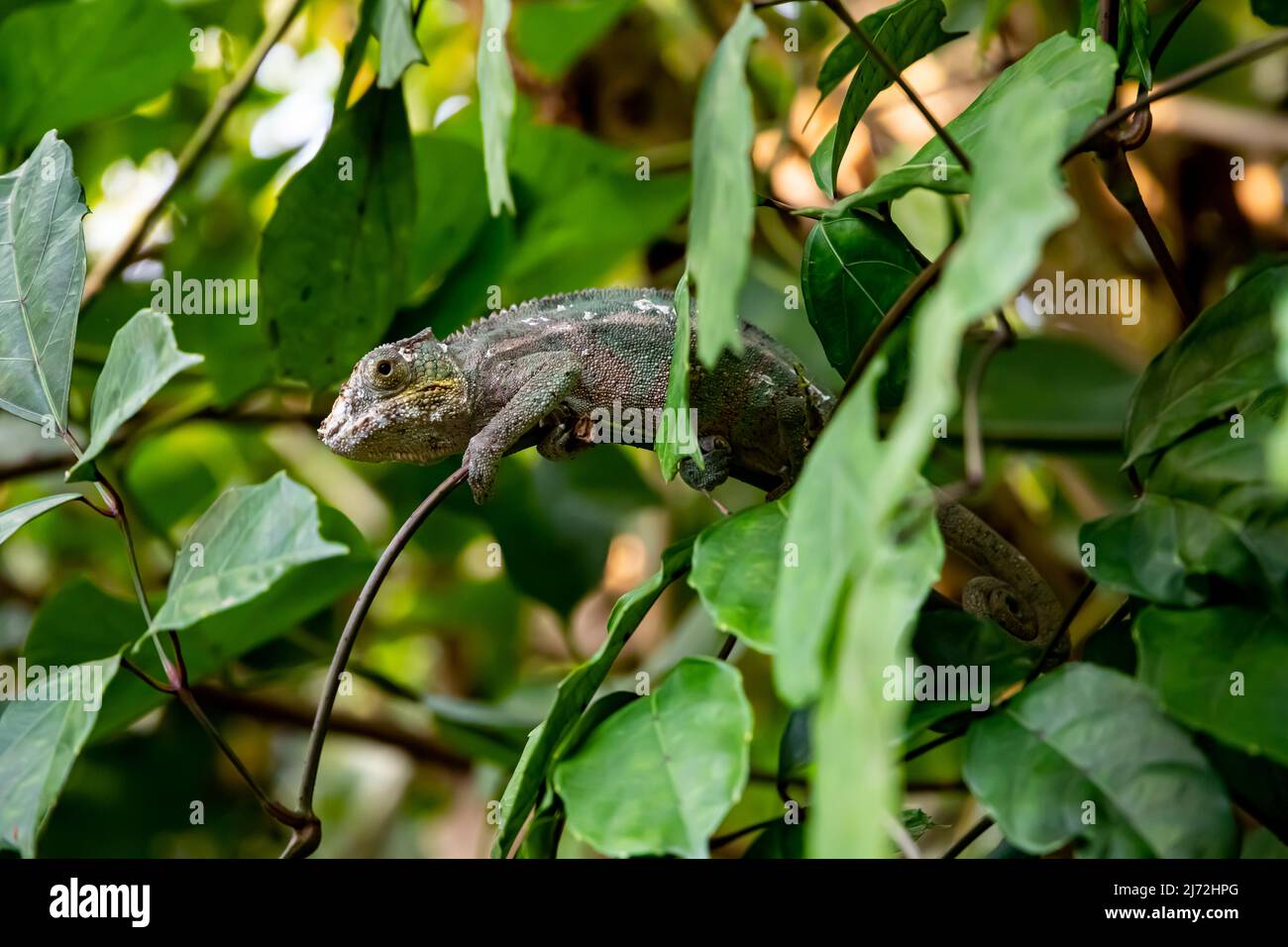 A  chameleon in disguise colors at Zoo Zurich, Switzerland Stock Photo