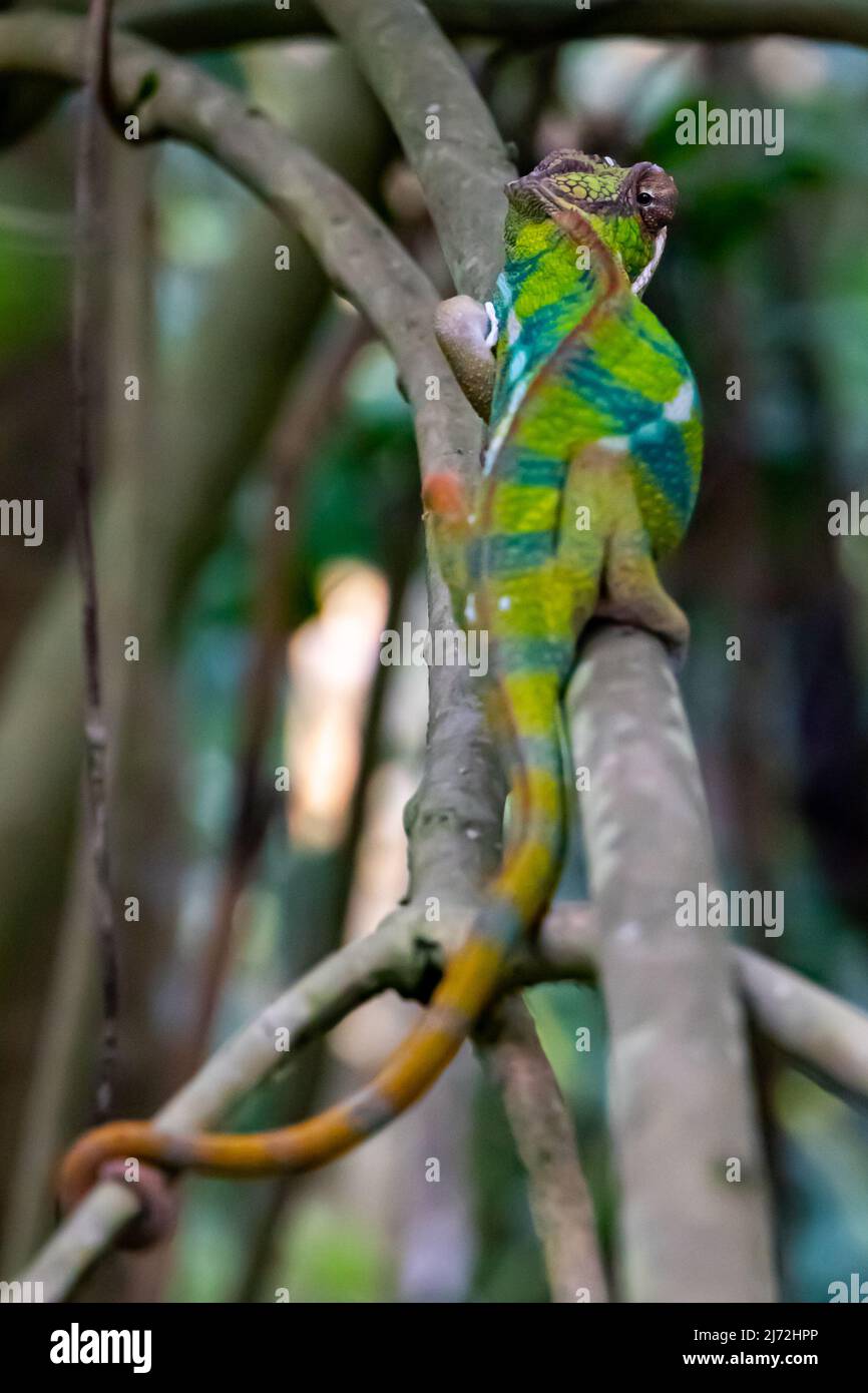 A beautifully colored chameleon looking back turning its eye completely at Zoo Zurich, Switzerland Stock Photo
