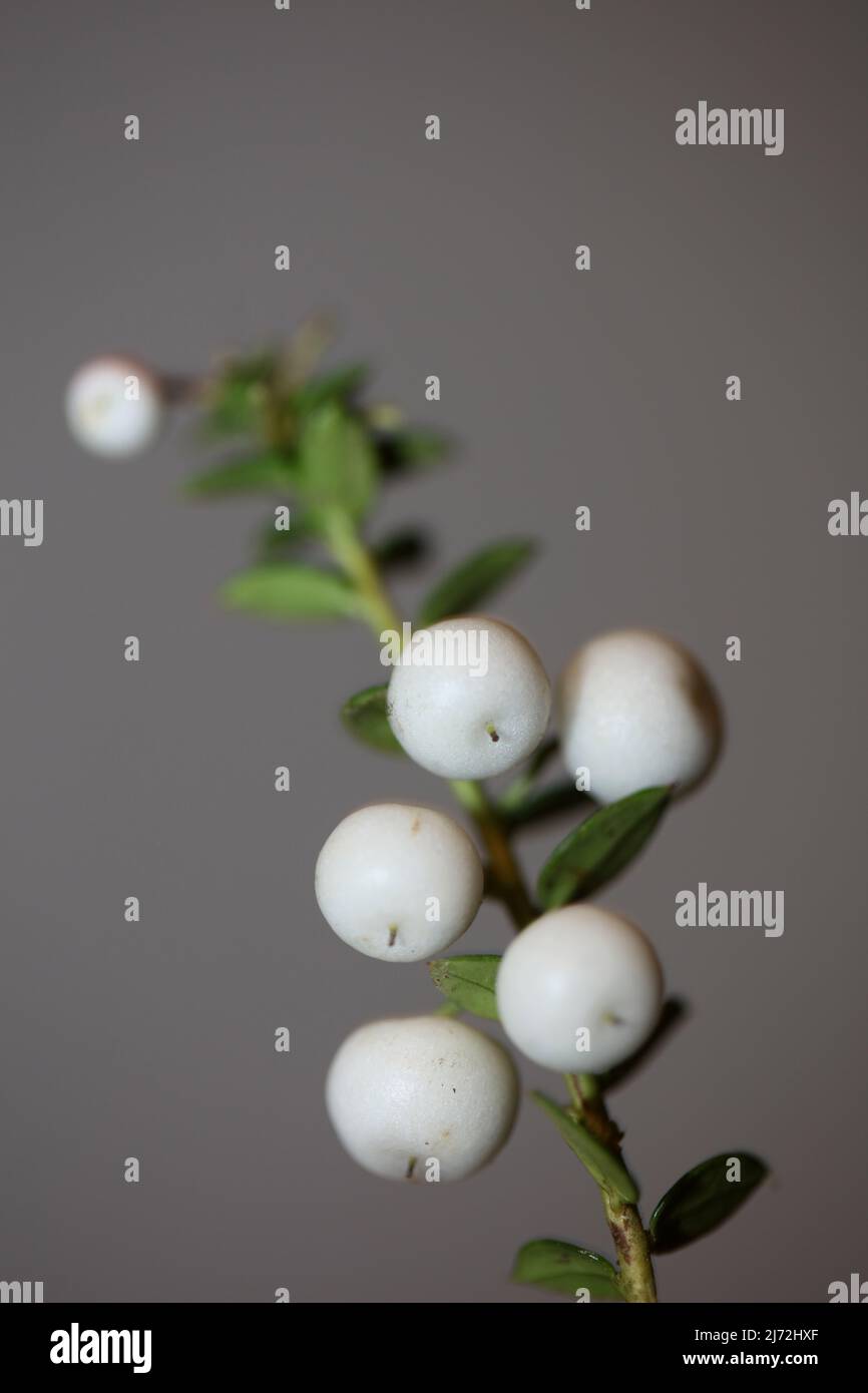 White round Gaultheria fruits close up botanical background family ericaceae high quality big size prints home decor shop wall posters Stock Photo