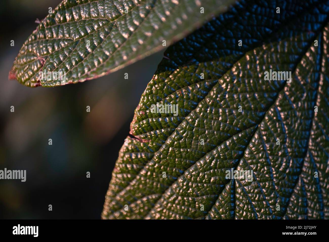 Close-up of the leathery leaves of the Viburnum rhytidophyllum in the evening sun Stock Photo