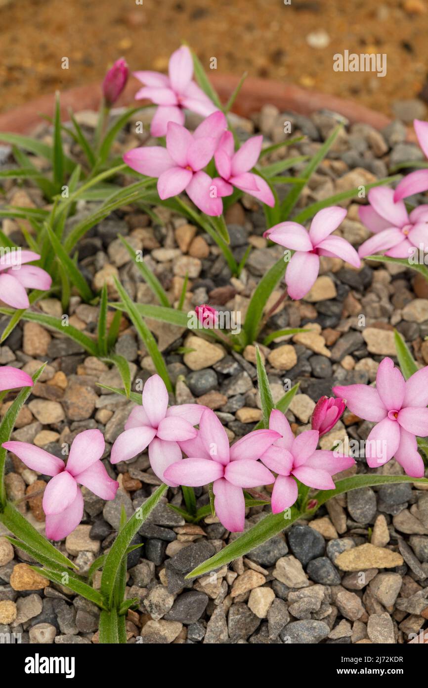 Petite Rhodohypoxis Baurii ‘Confecta' flowers in close-up, natural plant portrait Stock Photo