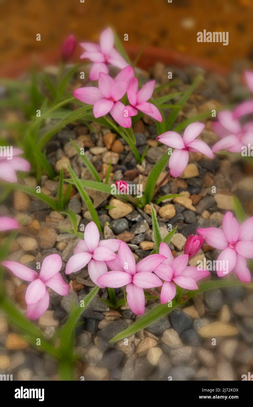Petite Rhodohypoxis Baurii ‘Confecta' flowers in close-up, natural plant portrait Stock Photo