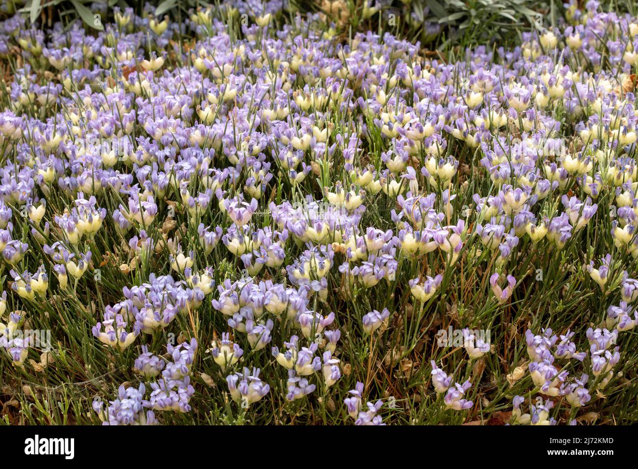 Prolific Erinacea anthyllis, hedgehog broom, natural close up flower portrait Stock Photo