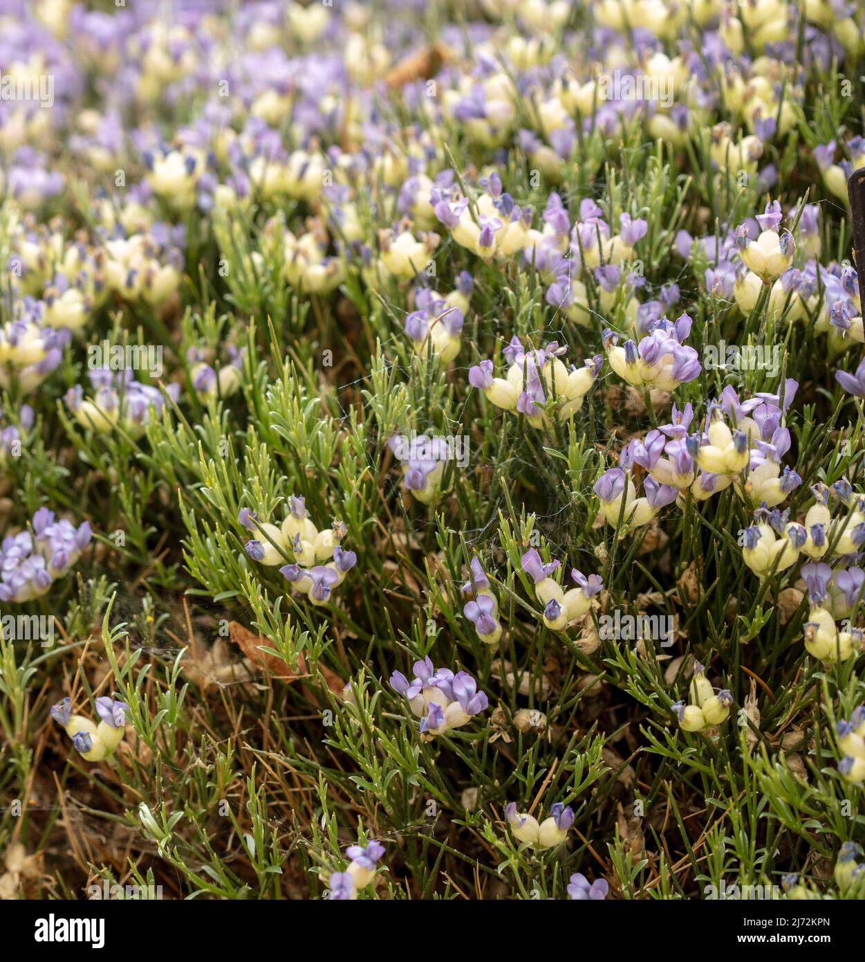 Prolific Erinacea anthyllis, hedgehog broom, natural close up flower portrait Stock Photo