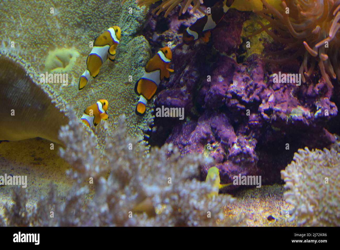 Aquarium fish Black and white fish clown (Amphiprion ocellaris). Clownfish or anemonefish are fishes from the subfamily Amphiprioninae in the family P Stock Photo