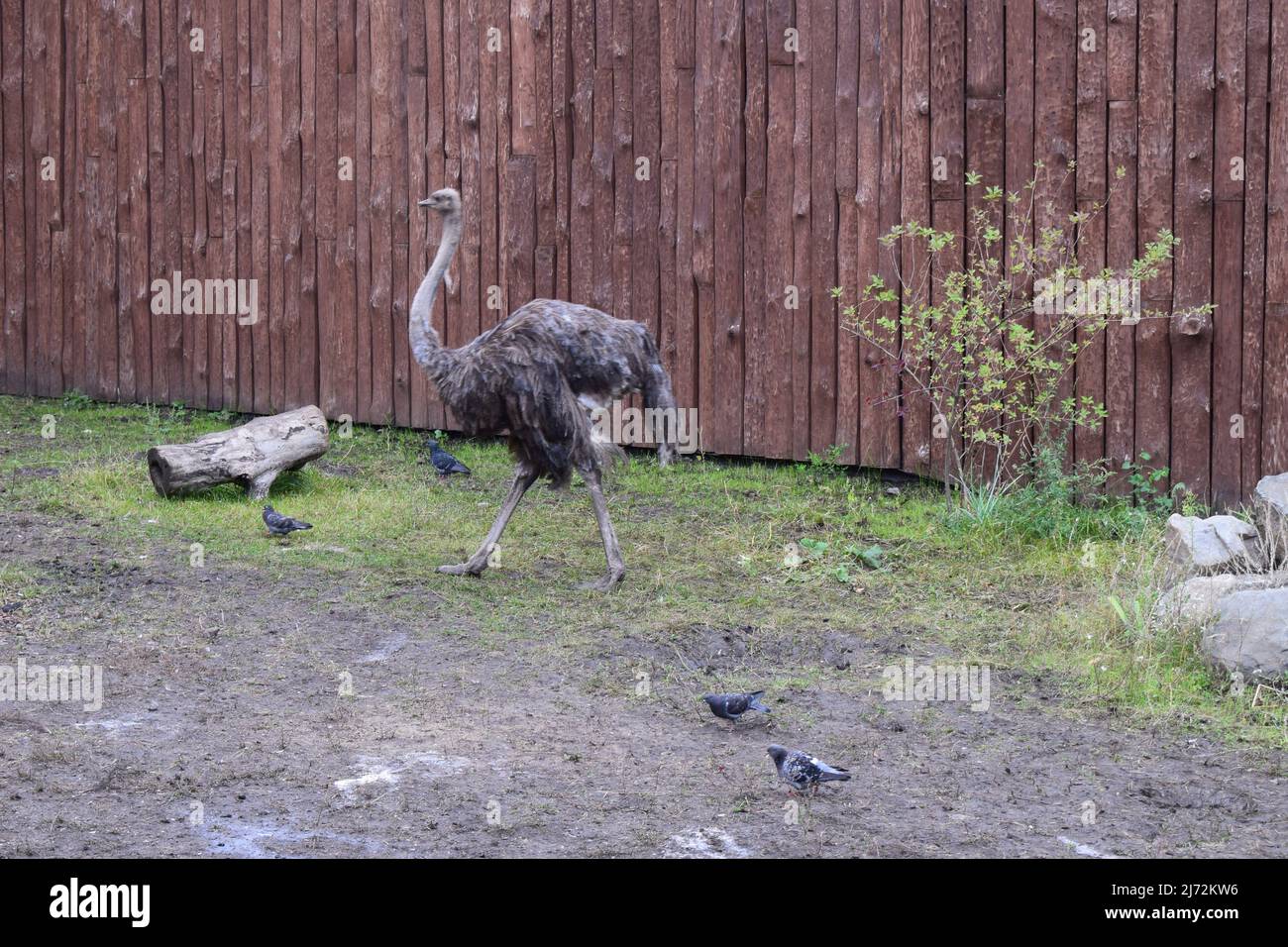 Ostrich (Struthio camelus) in a zoo environment. The African ostrich is the largest of the ratites of the earth. A family lives on the green pasture i Stock Photo