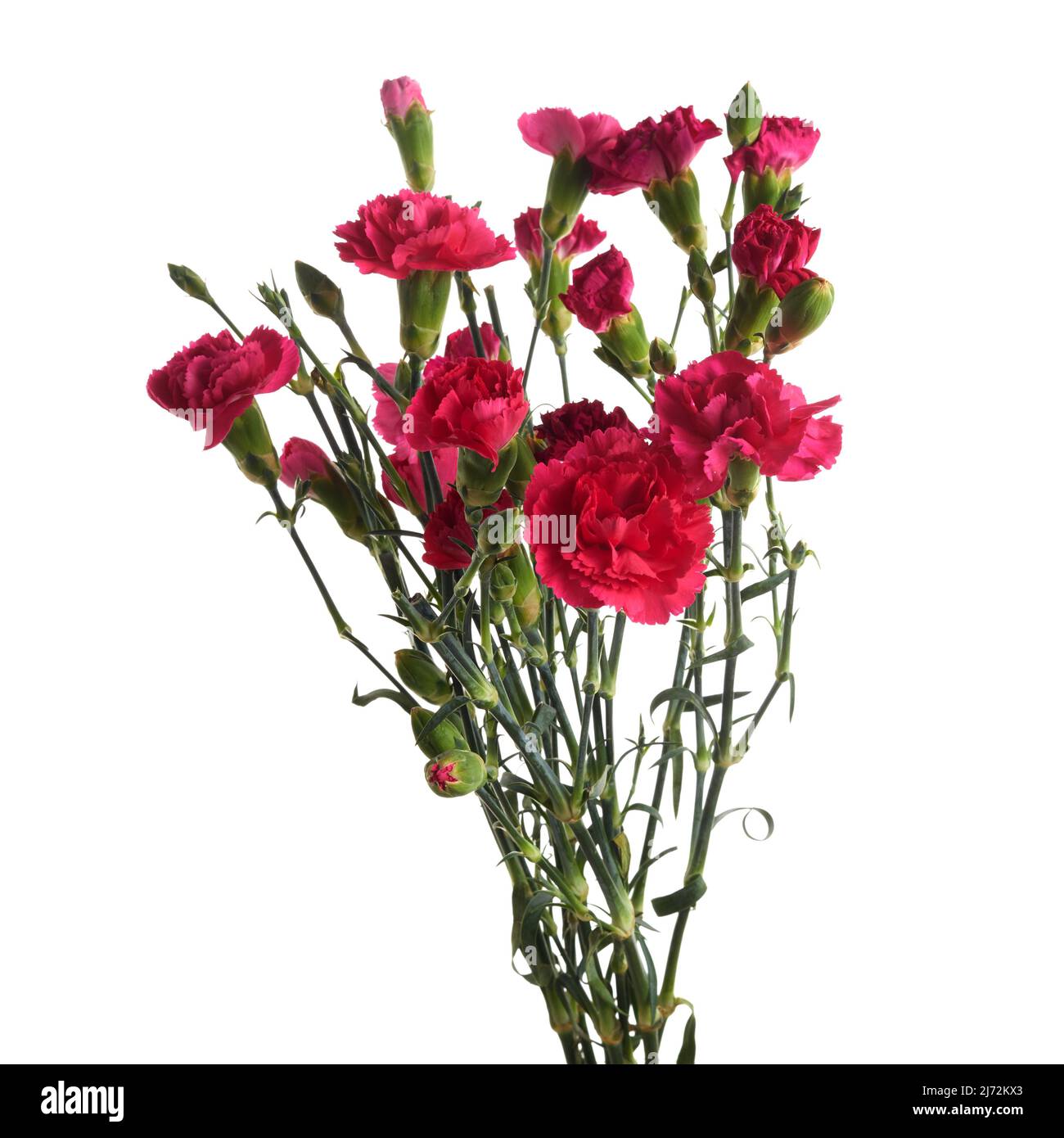 Branch pink carnation flowers isolated on white background Stock Photo ...