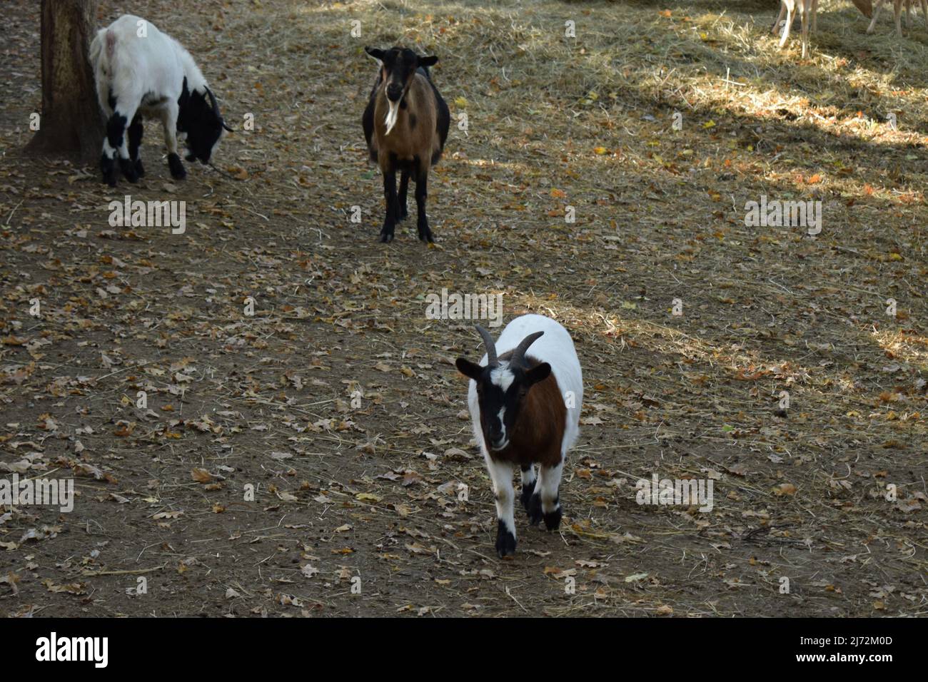 Little goat kid on the farm or contact zoo Stock Photo