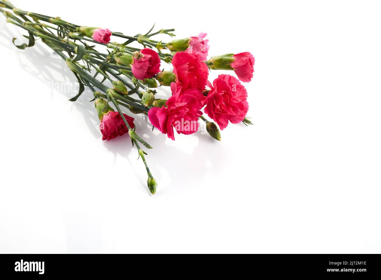 Branch pink carnation flowers isolated on white background Stock Photo ...