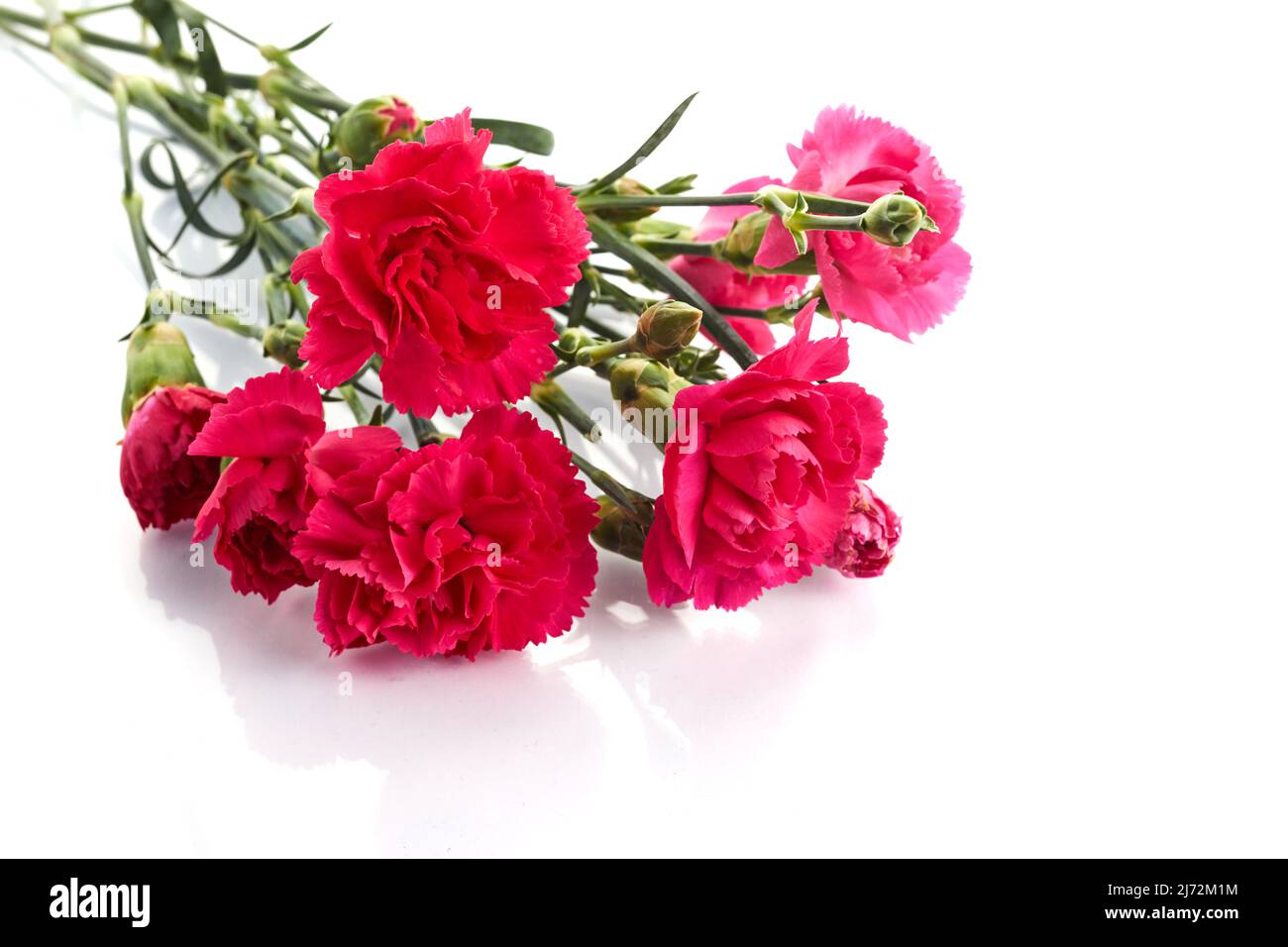 Branch pink carnation flowers isolated on white background Stock Photo ...