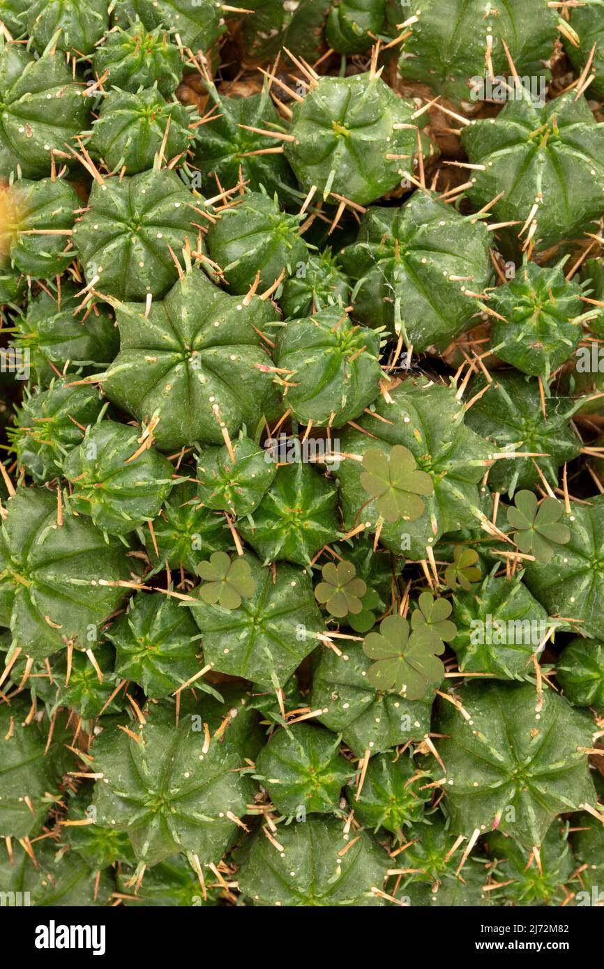 Macro portrait of Euphorbia Pulvinata, pincushion euphorbia, showing