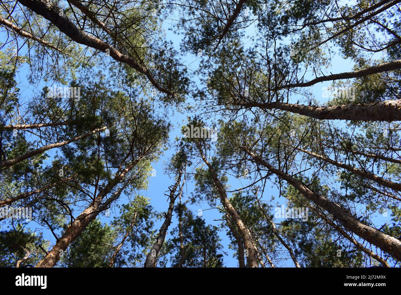 Spruce forest under cloudy blue sky bottom view. Day in a pine forest. The rays of the sun on the trees. Photo of tall trees bottom view. Pine forest Stock Photo