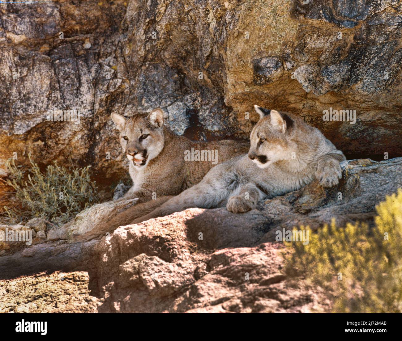 Two wild young cougars in the Arizona desert Stock Photo