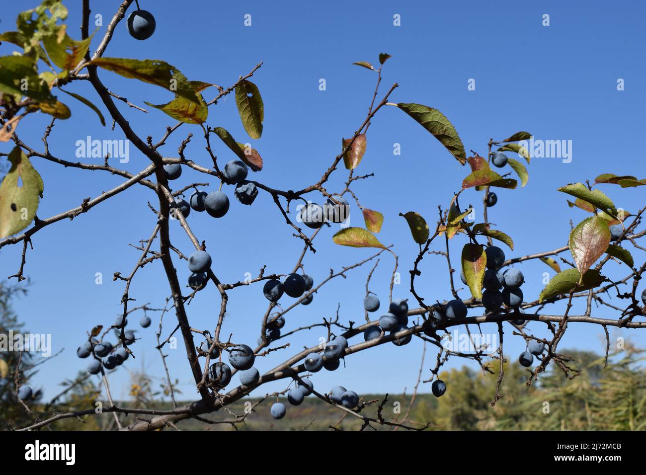 A forest thorn bush with ripe blue fruits in autumn. Blackthorn in autumn. a thorny Eurasian shrub with blue berryes on thorn twig at autumn time. Stock Photo