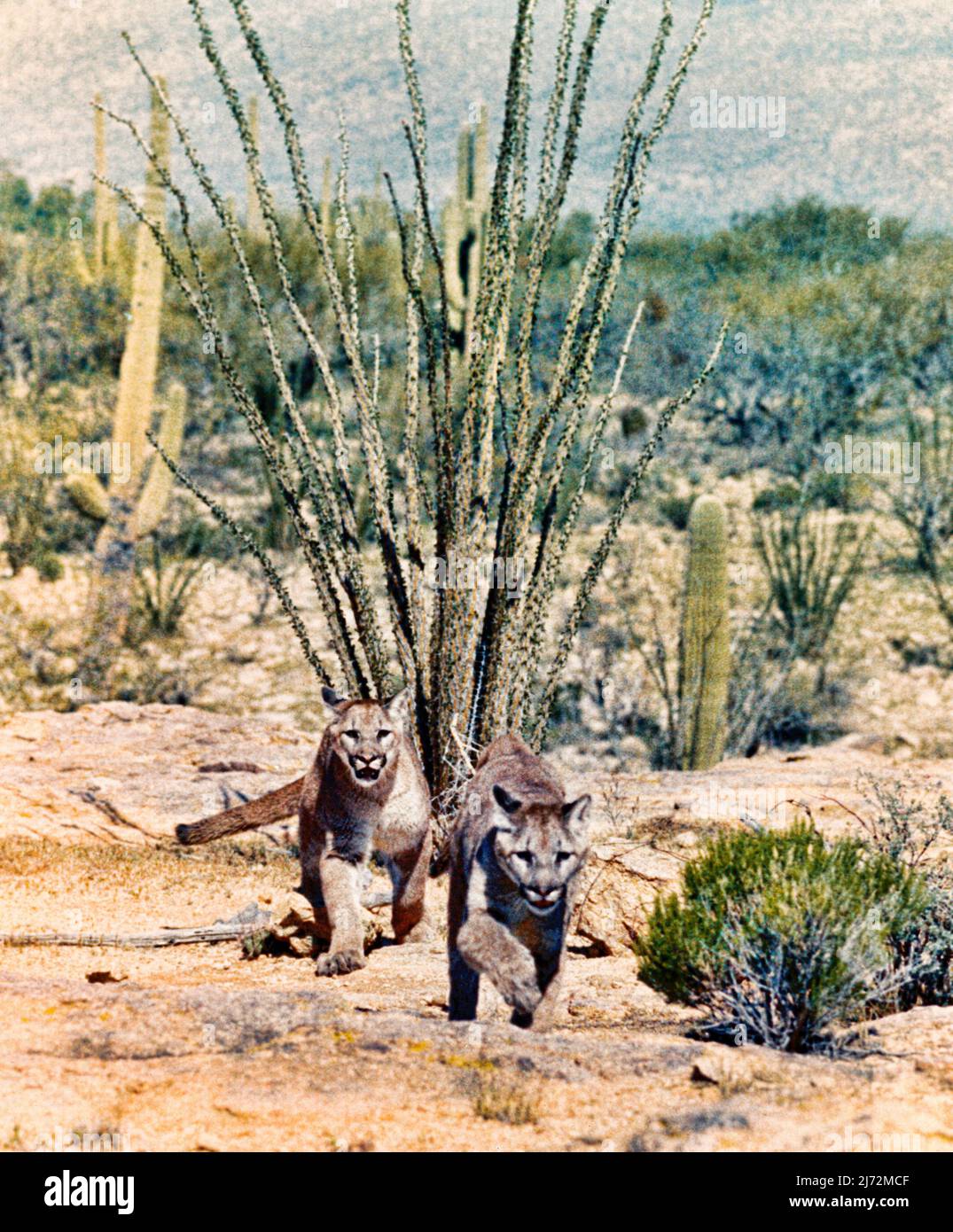 Two wild young cougars running in the Arizona desert Stock Photo