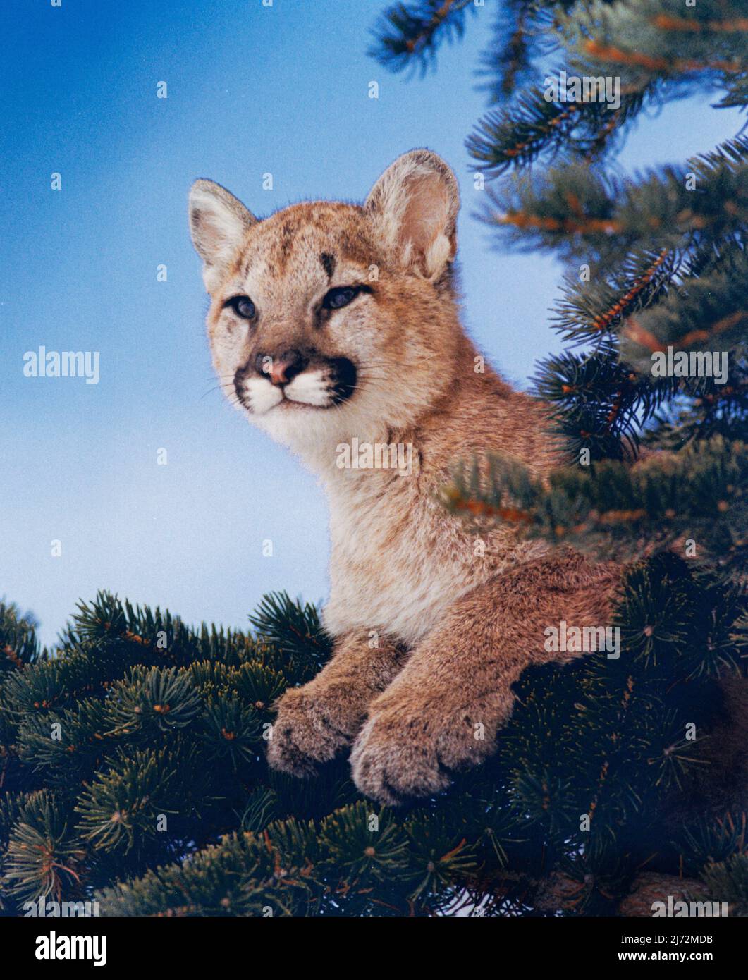 Cougar cub in tree Stock Photo