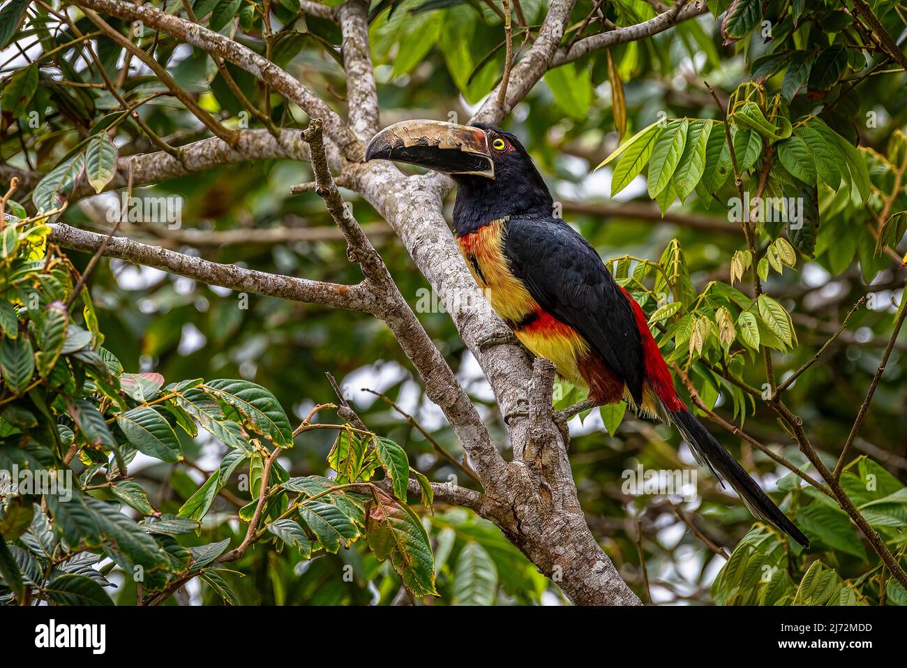 collared aracari or collared araçari (Pteroglossus torquatus) perched on a tree in the rain forest of Panama Stock Photo