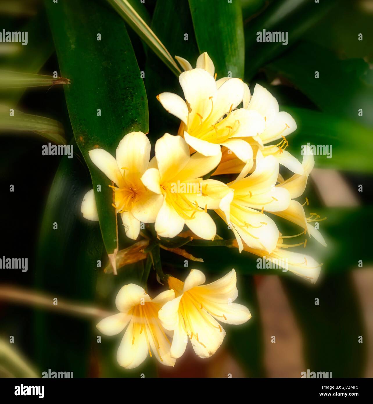 Yellow Clivia Close-up natural flower portrait of delicate Clivia 'Bodnant Yellow ...