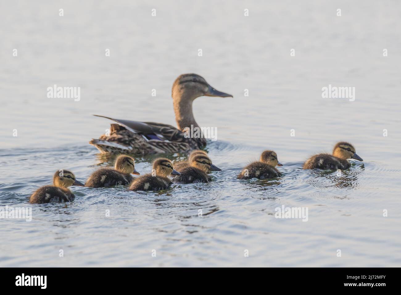 A female Mallard duck (Anas platyrhynchos) with seven tiny fluffy ducklings on a clear blue backlground. Suffolk, Uk. Stock Photo
