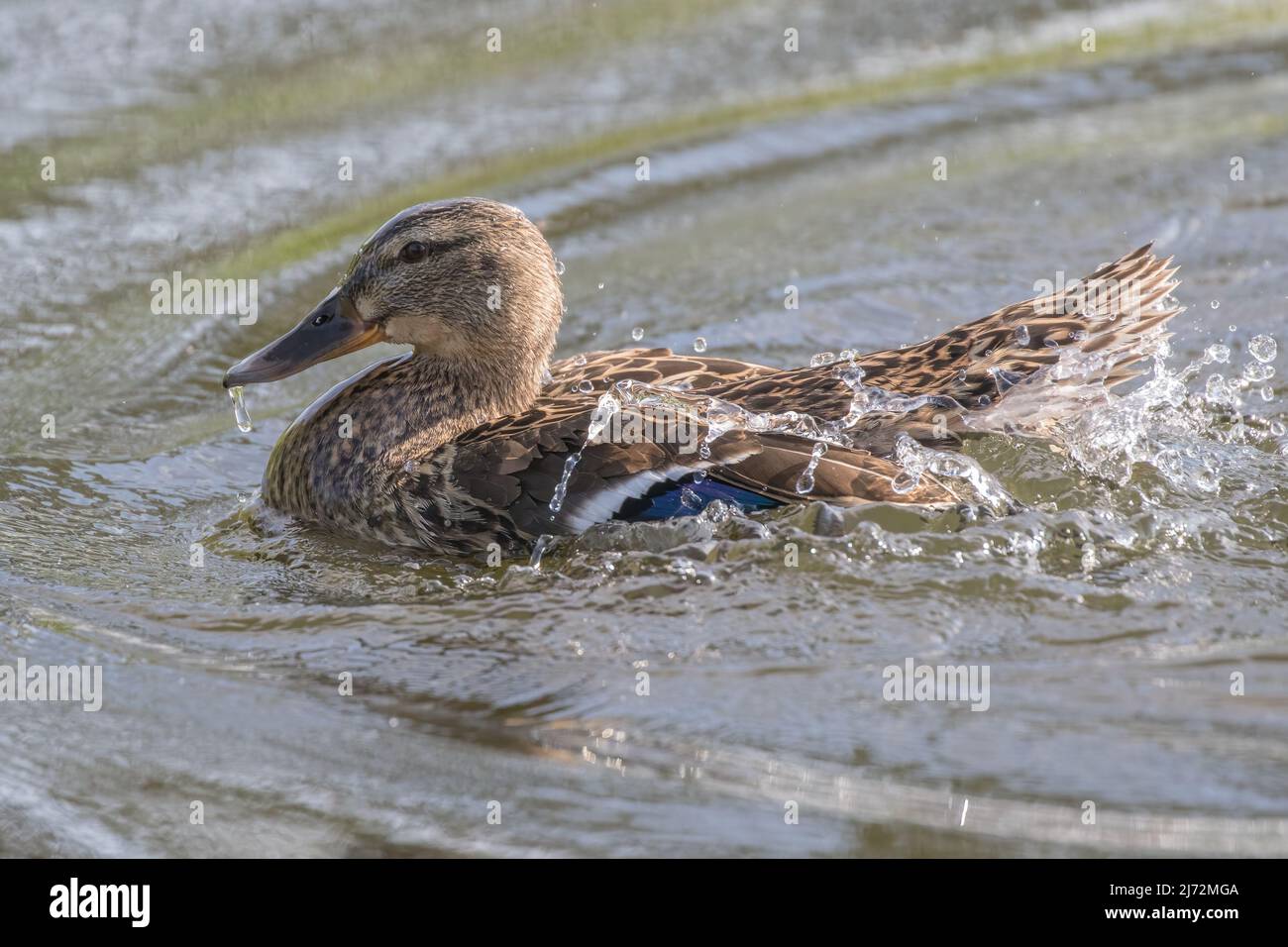 Water off a ducks back, female Mallard duck (Anas platyrhynchos) having a bath . Suffolk, UK Stock Photo