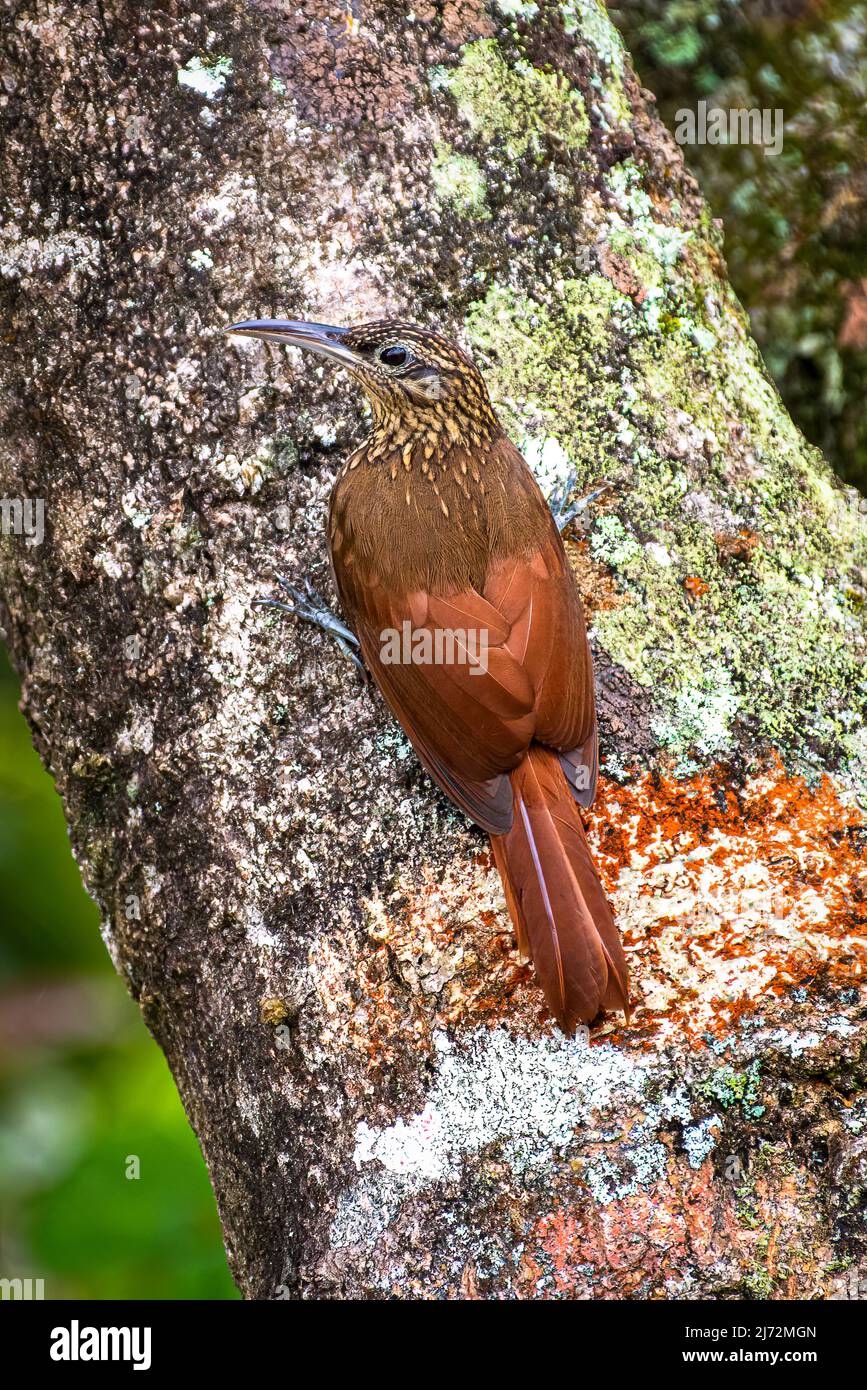 Cocoa woodcreeper (Xiphorhynchus susurrans)  image taken in the rain forest of Panama Stock Photo