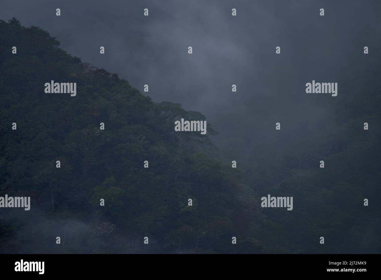 Dark foggy mountain rainforest cloud forest Stock Photo