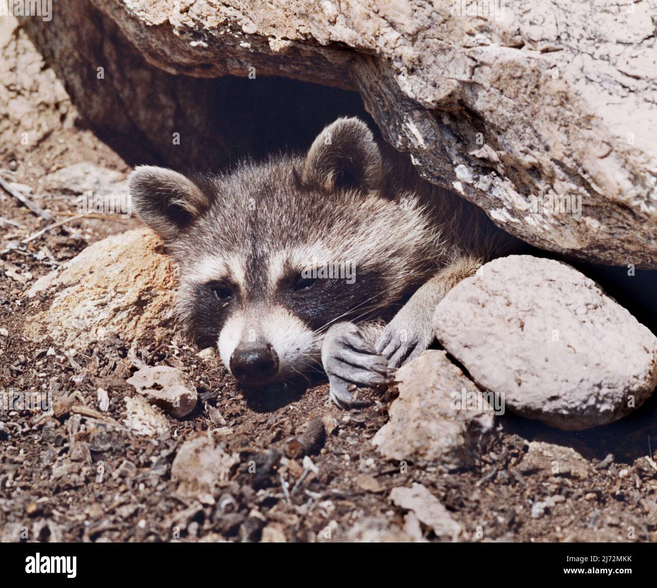 Wild Racoon resting in the Arizona desert Stock Photo - Alamy