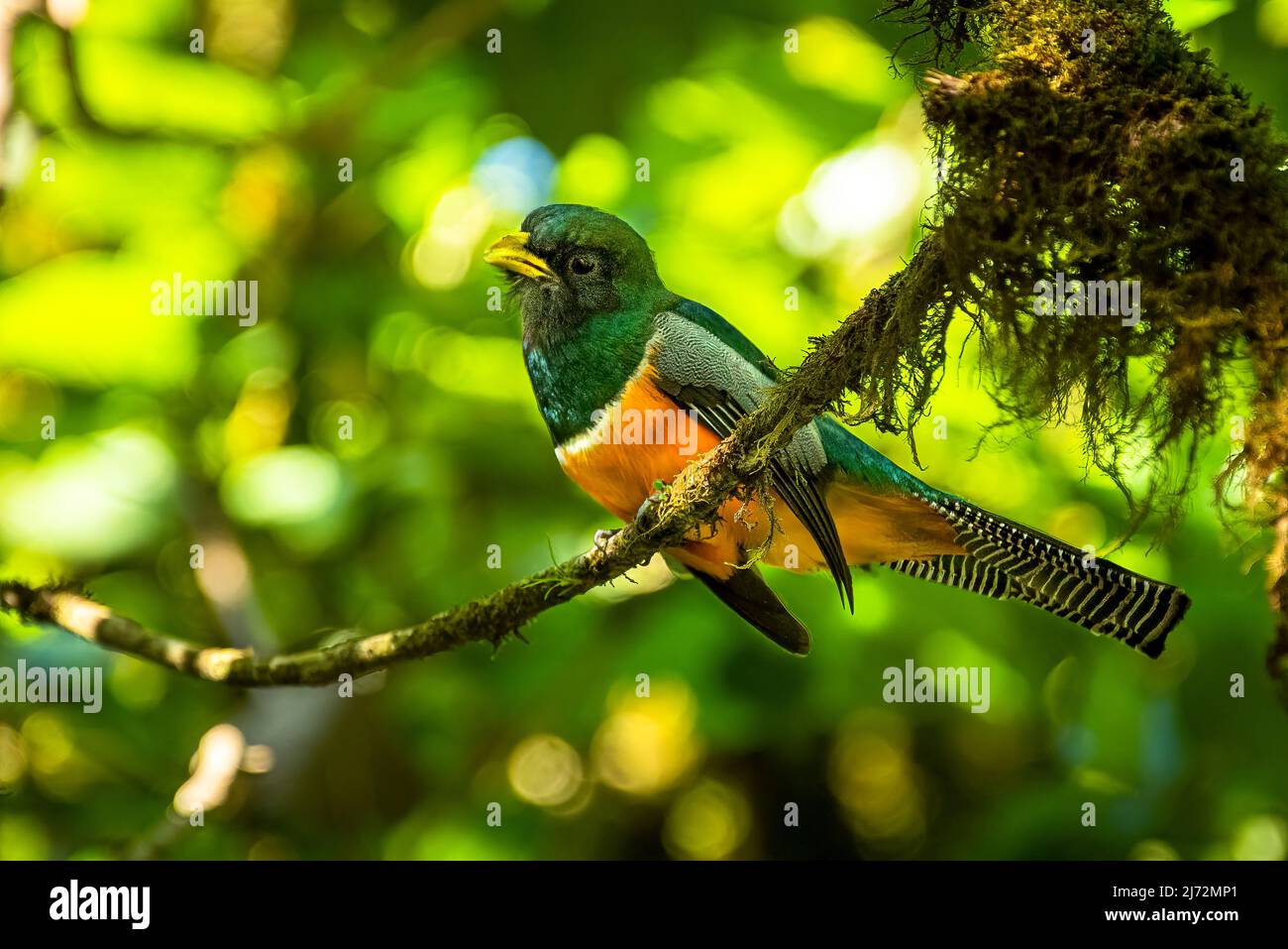 Rare Orange-bellied trogon perched in the rain forest of Panama Stock Photo