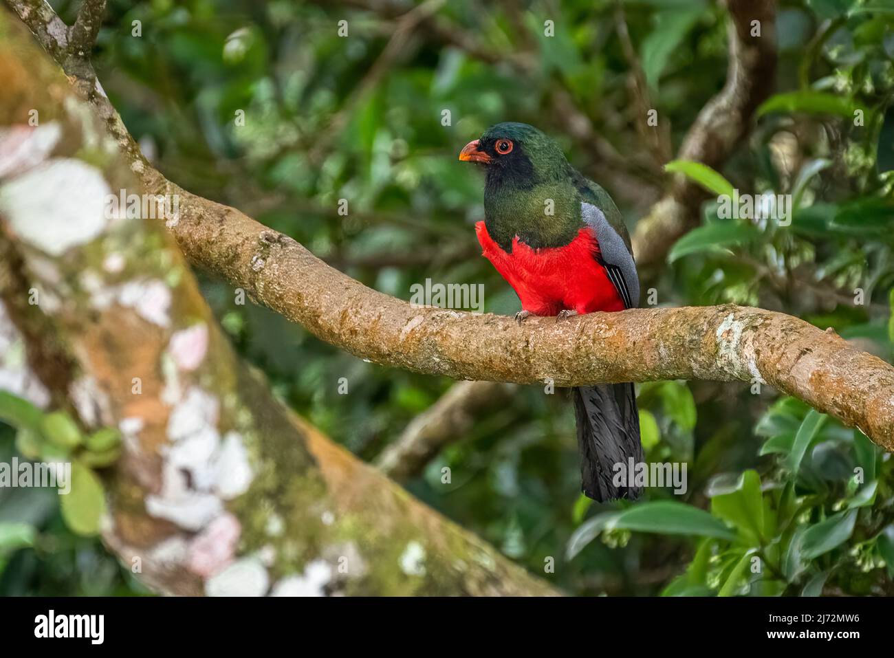 Slaty-tailed trogon male perched image taken in Panamas rain forest Stock Photo