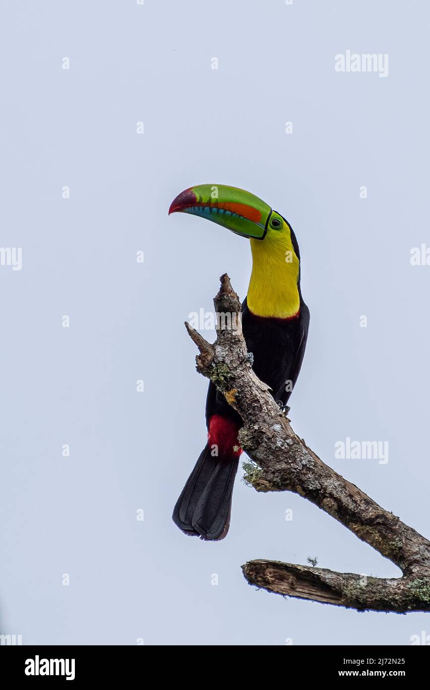 Keel-billed toucan (Ramphastos sulfuratus), also known as sulfur-breasted toucan or rainbow-billed toucan Stock Photo