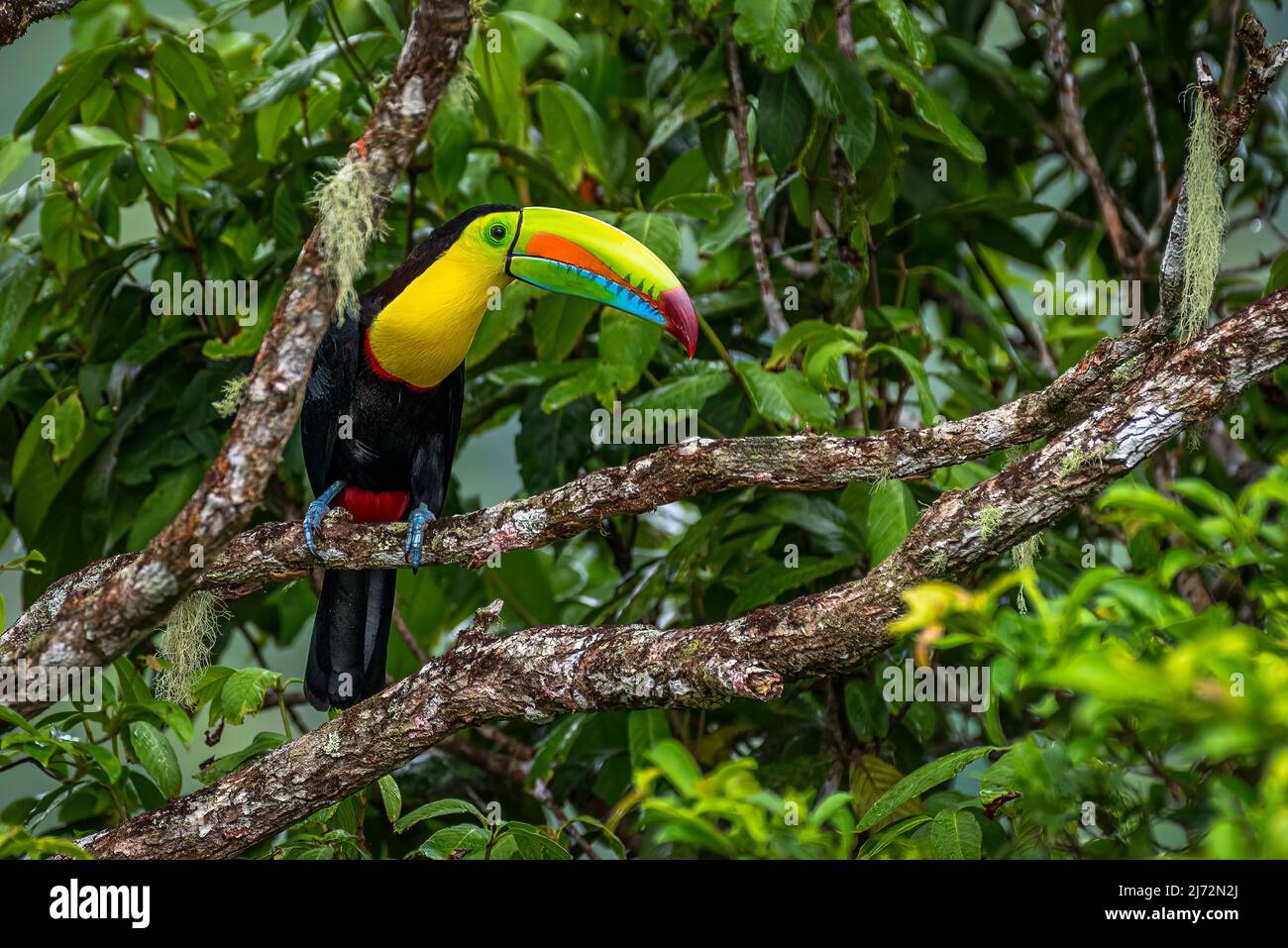 Keel-billed toucan (Ramphastos sulfuratus), image taken in Panamas rain forest Stock Photo