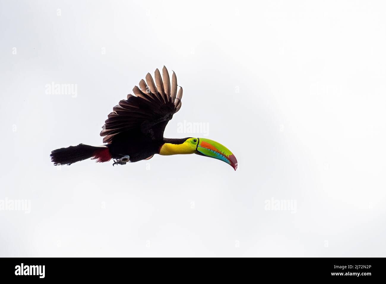 Keel-billed toucan (Ramphastos sulfuratus), also known as sulfur-breasted toucan or rainbow-billed toucan in flight BIF white background Stock Photo