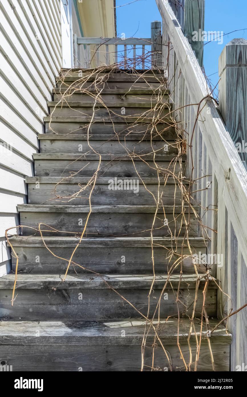 Vines growing on stairs at General Store in Glen Haven Village, a