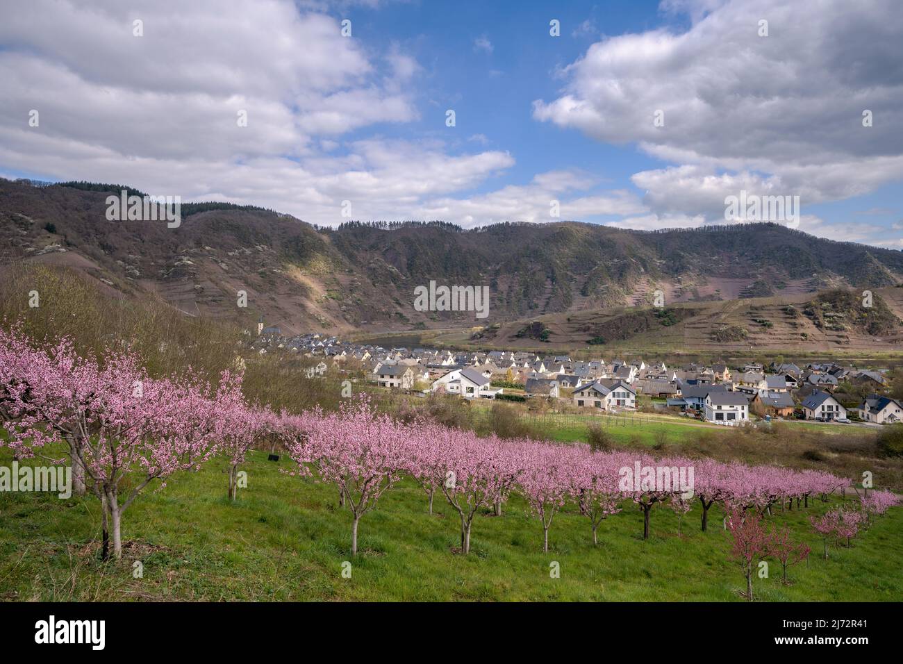 Blossom of vinyard peach tree, springtime in Moselle region, Bremm, Germany Stock Photo